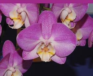 Phalaenopsis OX Holiday