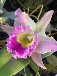 Rhyncholaeliocattleya Thamai Glory