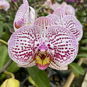 Phalaenopsis OX Delaware Crossing