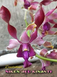 Dendrobium Niken Ayu Kinanti