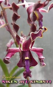 Dendrobium Niken Ayu Kinanti