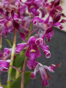 Dendrobium Niken Ayu Kinanti