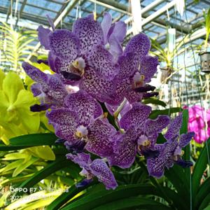 Vandachostylis John Farrar