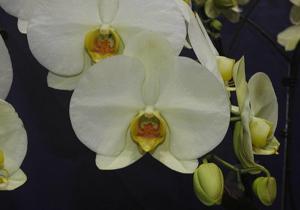 Phalaenopsis Clone Hulk
