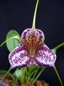 Masdevallia Teipels Brokat