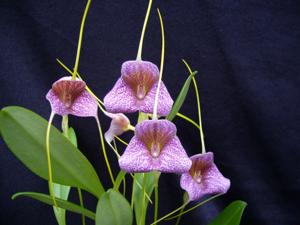 Masdevallia Teipels Brokat