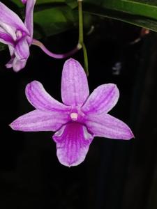 Dendrobium De 3 Periode