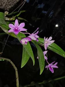 Dendrobium De 3 Periode