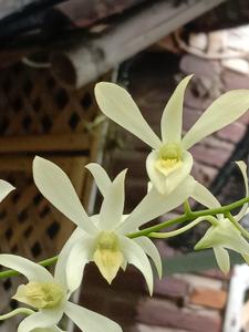 Dendrobium Damai Kiesa A A