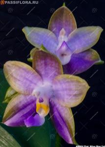 Phalaenopsis Mituo Blue Cat