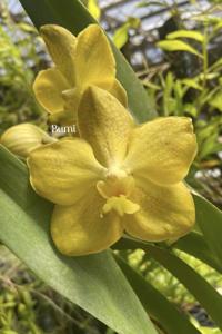 Vanda Dr Han Tiauw Tjong