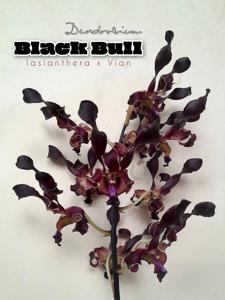 Dendrobium Black Bull