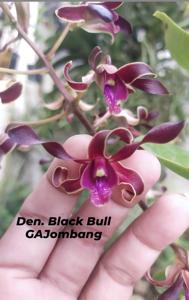 Dendrobium Black Bull