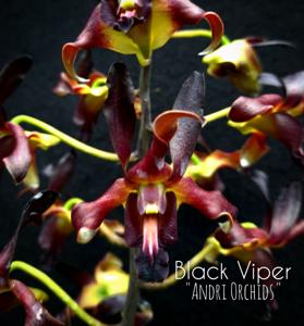 Dendrobium Black Viper