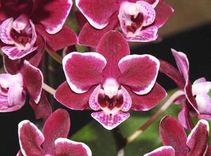 Phalaenopsis Taida Pretty Little