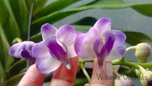 <i>Perreiraara</i> Kentana's Dream