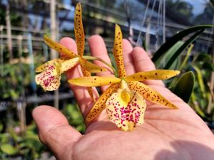 Brassocattleya STK Yellow Oriole