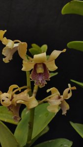 Dendrobium Deasy Larasati