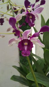 Dendrobium Deasy Larasati