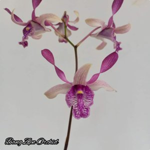 Dendrobium Deasy Larasati