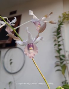 Dendrobium Deasy Larasati