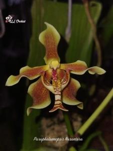 Paraphalaenopsis Nusantara