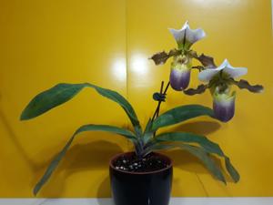 Paphiopedilum Wamei Jwnihitoe