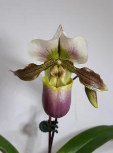 Paphiopedilum Wamei Jwnihitoe