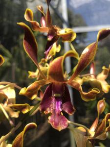 Dendrobium Tjiasmanto