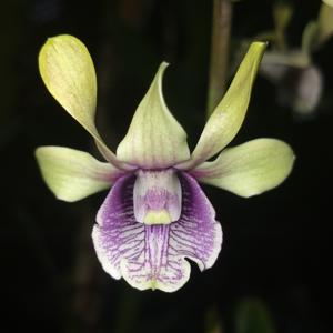 Dendrobium Rusa Perkasa