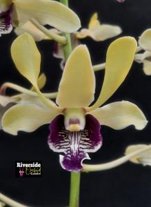 Dendrobium Rusa Perkasa