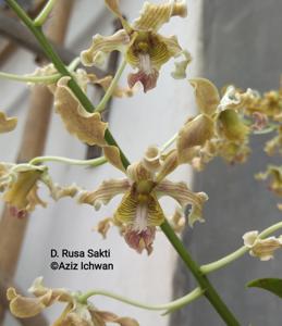 Dendrobium Rusa Sakti