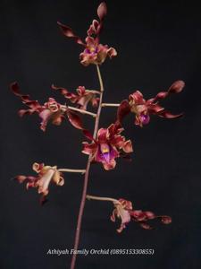 Dendrobium Tanduk Mulia