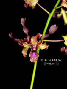 Dendrobium Tanduk Mulia