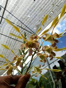 Dendrobium Divine Antlers