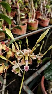 Dendrobium Divine Antlers