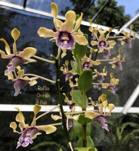 Dendrobium Yulia Ratnasari Sikojo