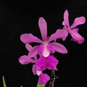 <i>Catyclia</i> Camila Anastaci