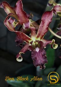 Dendrobium Black Alien