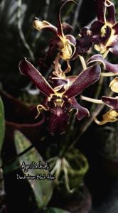 Dendrobium Black Alien