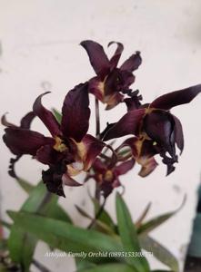 Dendrobium Black Alien