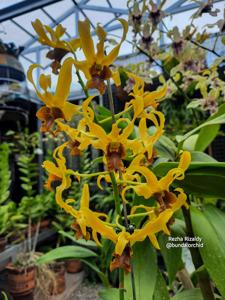 Dendrobium Black Alien