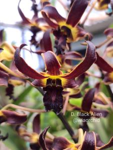 Dendrobium Black Alien