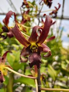 Dendrobium Black Alien