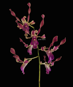 Dendrobium Sekti Handayani