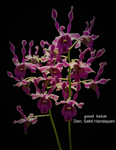 Dendrobium Sekti Handayani