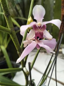Papilisia Professor Sagarik