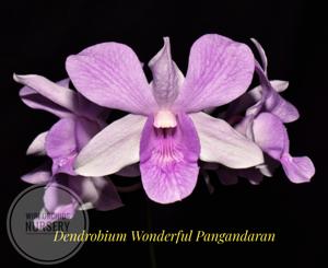 Dendrobium Wonderful Pangandaran