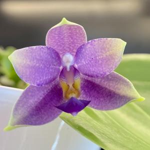 Phalaenopsis Hsinying Blueberry