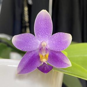 Phalaenopsis Hsinying Blueberry